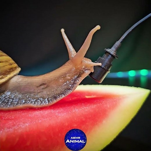 Snail Moving ASMR 🐌 #snail #asmr