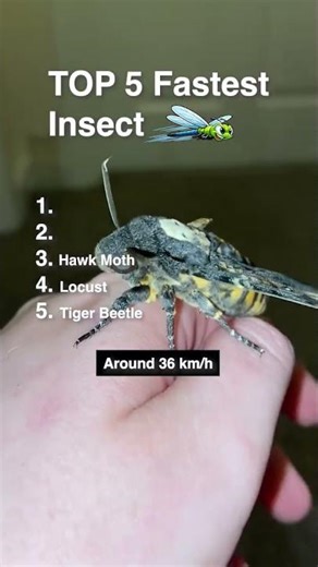 Top 5 Fastest Insects That Would Outrun You #animals #wildlife #shorts