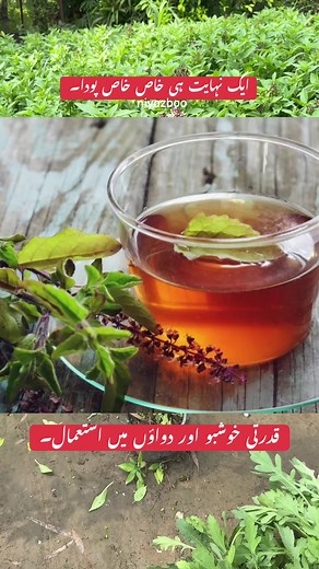 Health Benefits of Niyazboo (Holy Basil) Explained