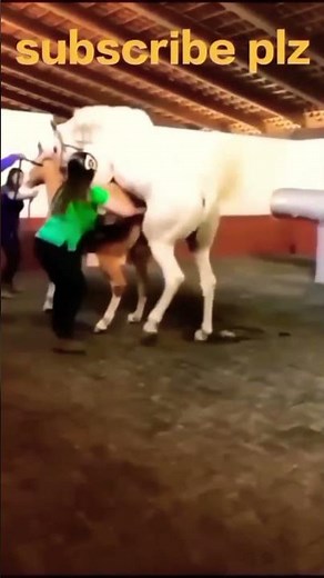 Horse Mating Donkey - Donkeys Breeding - Animals Mating Compilation 2024 #donkeymeeting #shorts.