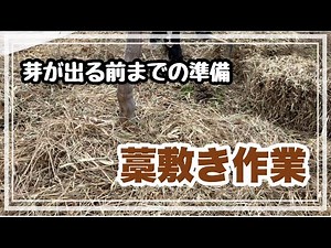 [Laying straw] Preparation before the sprouts appear!