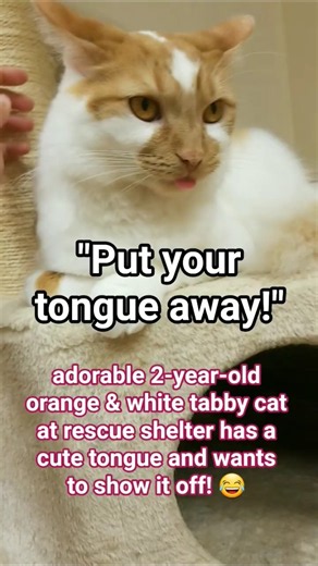 PUT YOUR TONGUE AWAY! 😛 White & Orange Tabby at Cat Rescue Shelter being cute on her last day! 😸💙