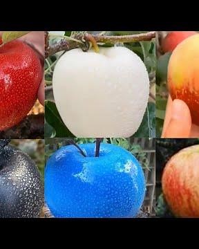 Apple different colours you should know about -white Apple,blue