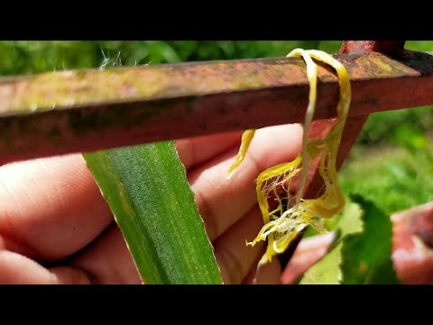 How to Make Pineapple Fiber Without using Decorticating Machine