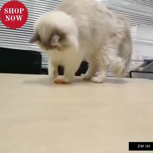 Robot Bug Toy for Cats | Interactive Cat Toy for Play & Exercise | Smart Pet Entertainment