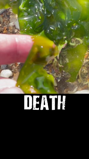 Exploring the Delightful World of Sea Lettuce: A Forager's Guide