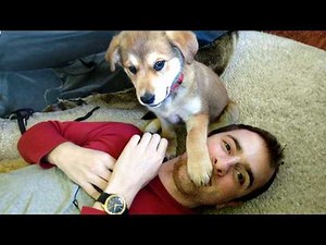 When Dogs Are Being Total Little Humans 😂 Funny Dog and Human