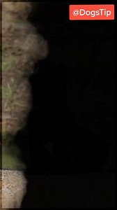 Cane Corso: American vs. Traditional/Italian Types The Cane Corso is a majestic and versatile breed, but there are two distinct styles often discussed: the American Cane Corso and the Traditional Italian Cane Corso. While they share the same roots, their appearance and characteristics can differ slightly due to regional preferences and breeding standards. 🐾 Origins and Focus Traditional Italian Cane Corso: Originates directly from Italy, where the breed was used for guarding property, livestock