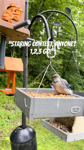 Staring contest, anyone? #birds #nature #shorts