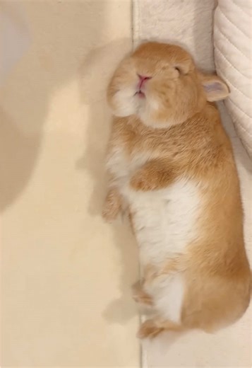 Explore Adorable Bunny Merchandise and More