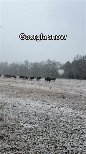 We’re having so much fun.. #snow #storm #winter #georgia #cows | snow
