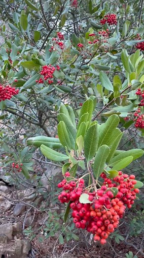Is it just us or does seeing Toyon (Heteromeles arbutifolia) this time of year put you in the pre-holiday spirit?🎄Want that feeling year-round? Bloom! California has all the resources to start growing your native plant garden in time for spring. Find species and care details on California native toyon for your garden today at https://bit.ly/bloom-f | California Native Plant Society