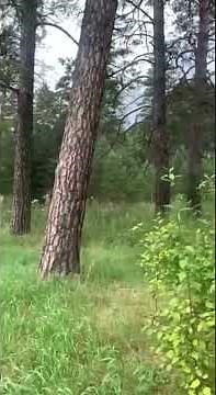 Camping in the forest — peaceful nature escape