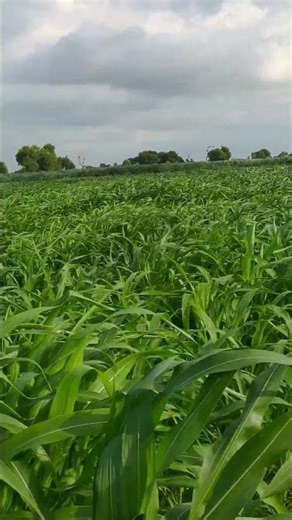 39 Days old Maize Corn 🌽 field