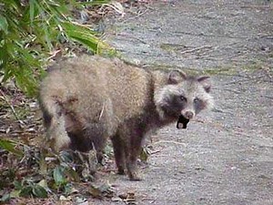 Pom Poko Raccoon/Tanuki Song