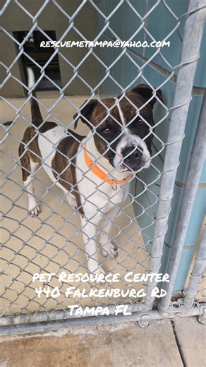 14K views · 476 reactions | This is THEIR REALITY!!! SOME OF THE OVERLOOKED 300 HOMELESS DOGS @your tax funded Pet Resource Center 440 Falkenburg Rd Tampa FL Please ADOPT a homeless Shelter dog, we are OVERPOPULATED Tampa!!!!! | Rescue Me Tampa - Shelter Dogs | Facebook