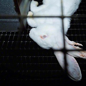 53 millions : c'est le nombre d'animaux élevés en cage en France. Une grande partie d'entre eux ne connaîtra rien d'autre que les barreaux durant toute leur vie. | CIWF France