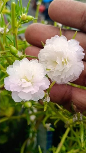 அளவாக பழகுவது... II NM TODAY WORK II SHORTS #trendingshorts #please_subscribe_my_channel #gardening