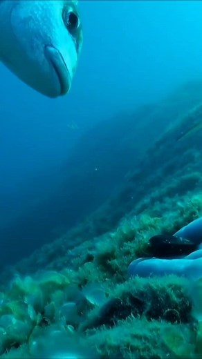 6.2K views · 131 reactions | I wonder how the sea bream had the confidence to eat from the diver's hand 類أتساءل كيف كان لسمك الدنيس الثقة ليأكل من يد الغواص樂 ✔️ تابعونا على الانستغرام التالي : https://www.instagram.com/calypso.dz/ | Calypso dz-plongée sous marine | Facebook