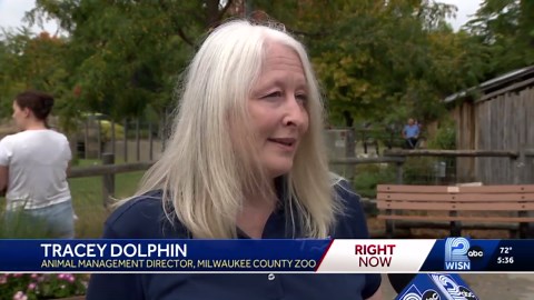 Milwaukee County Zoo euthanizes Ruth the elephant, 43