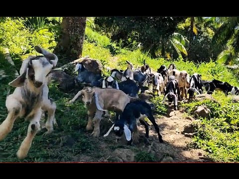 F2 Anglo-nubian bucklings | Terra Grande Farms | GOAT FARMING IN THE PHILIPPINES