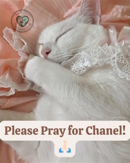 14K views · 1K reactions | Chanel has black poop, I’m brining her to the vet but I need prayer requests that all will be fine!  She is the most special and caring and loving cat! I don’t want her to be sick and I can’t loose her! Please pray for my baby! Thank you so much! | Cat Lovers Club | Facebook