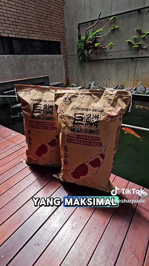 #ikankoi #koijepang #pakankoi #kolamkoi #koifish #koipond #koishow #koifood