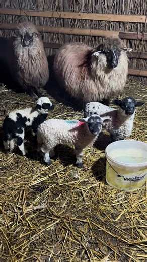 Minus 20 de grade. Fatare. Saivan plin de viata. Asta e perioada in care nu faci compromisuri. Blocurile minerale sunt zilnic la discretie si sunt de pe @Uniteh PRO Pentru echilibru, forta si animale sanatoase. Cand oile le ling , stii ca au exact ce le trebuie, mai ales acum, in frig si la fatare. La noi lucrurile sunt simple. Grija, munca, oameni buni si animale respectate. De aici pornesc mieii. De aici va fi branza. Multumim pentru sprijin si pentru blocurile minerale . Se vede diferenta