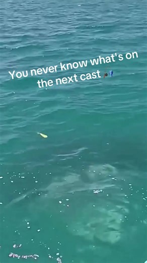 Batfish 🤫#fishtok #seafishing #boatfishing #pov #bigcatch | Fishing