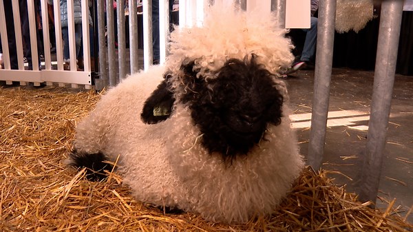 Sheep snuggles debut at the PA Farm Show