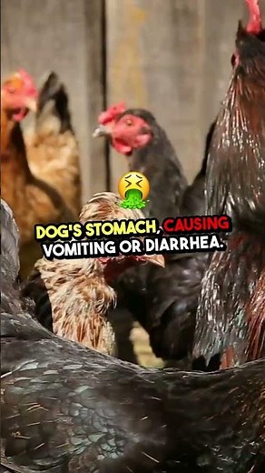 🐶 Dogs Eating Chicken Poop: 10 Major Health Risks & How to Stop It! 🚫🐔