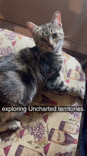 Proof Cats Switch Modes Instantly 😼⚡😴 #cat #viral