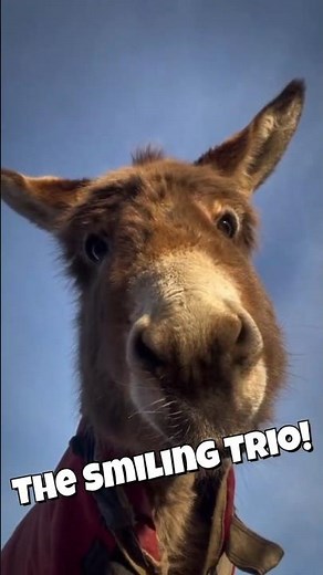 The Smiling Trio! #donkey #dog #fox