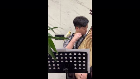 Parrot sings along with pipa music in Zhejiang, China