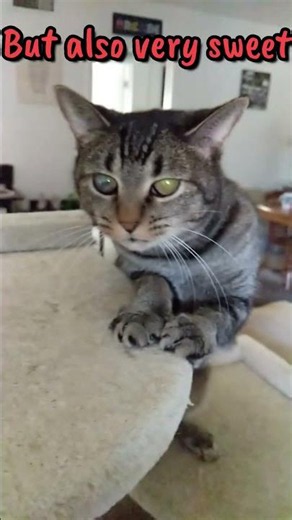 Beeb is the perfect mix of sweet and spicy ❤️‍🔥 #cat #prettycat #petshub #pets #petlover #kitty