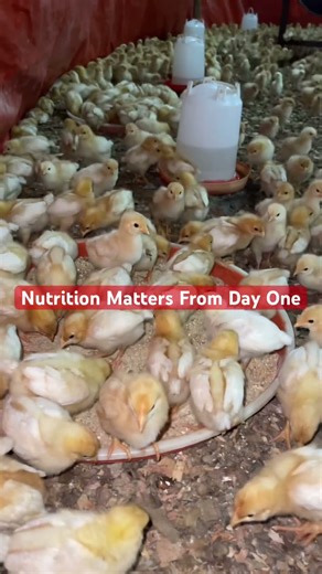 This Is How Healthy Chicks Are Raised in Africa 🇱🇷🐥 #poultryfarming #chicks #shortsvideo