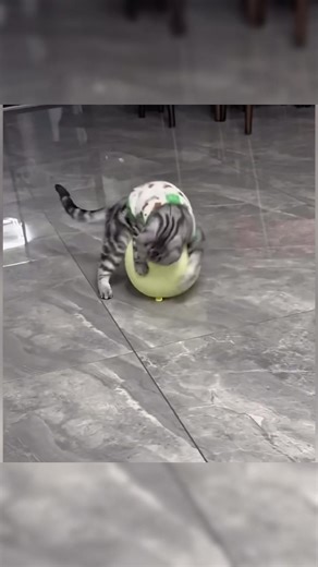 boom 😹#CapCut #fyp #fürdich #cat #funnycat