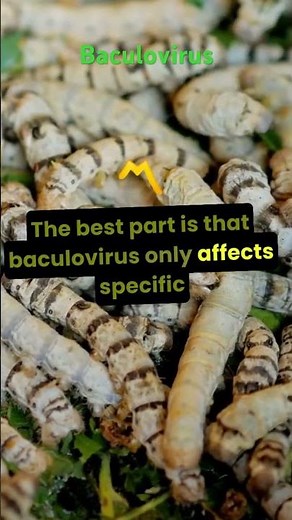 Baculovirus: A Natural Insect Killer#htet #ctet #nvs #dsssb #education #pgtbiology#htet#facts#pgtbio