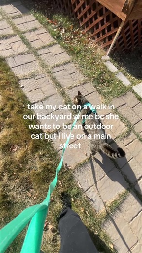 my baby #kitty #cat #tacobellnumberseven #fy #spam