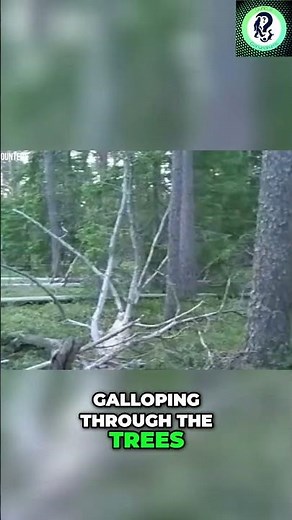 Dog Spots Bigfoot in Russia? Crazy Forest Sighting! #shorts