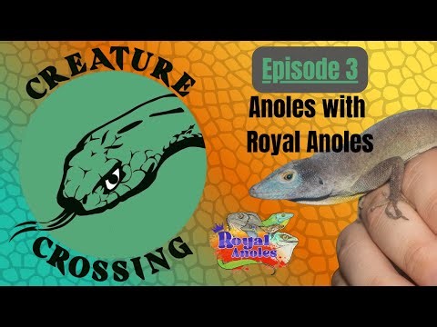 Anole Lizards with Royal Anoles - Creature Crossing Podcast #3