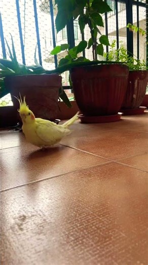 Serene Moments with Piku: A Calm Walk on the Balcony Among Plants #Cockatiel #PetBird #BirdLovers