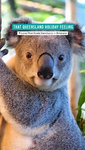 Escape to the wild side of Brisbane 🐨🍃 Discover the magic of @lonepinekoala and soak up that #QueenslandHolidayFeeling just 12km from the city! With over 70 native Australian species, free keeper talks and shows including a free-flight raptor and sheepdog show, plus the opportunity to get up close with koalas, dingos, owls, snakes and more! 🐾✨ It’s a must do while in @VisitBrisbane #ThatHolidayFeeling #ThisIsQueensland #SeeAustralia #VisitBrisbane #BrisbaneAnyDay #LonePineKoalaSanctuary #Disc