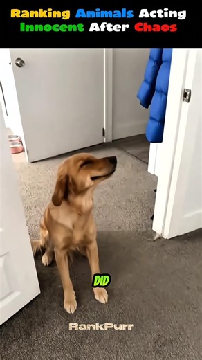 Ranking Animals Acting Innocent After Chosing Chaos 😂🐾