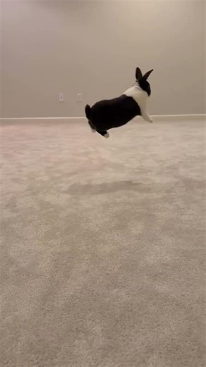 Cute Bunny Playing & Jumping 🐇💥 | Full Masti 😍