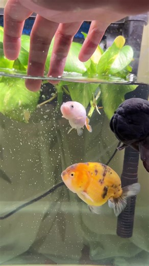 Caring for Oranchu Goldfish Fry on Day 3