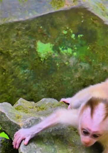 Adorable Baby Monkeys: Heartwarming Moments