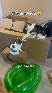 53K views · 8.7K reactions | Missy is bad  #cats #catsofinstagram #catstagram #pets #petstagram #petsofinstagram #viralreels #catlovers #petlovers #funnycats | Aziathecat | Facebook