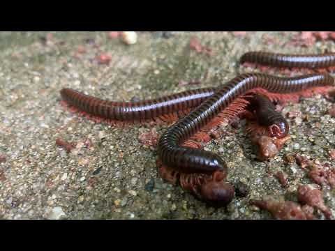 Hundreds of Giant Millipedes Close-Up | Amazing Legs in Motion!