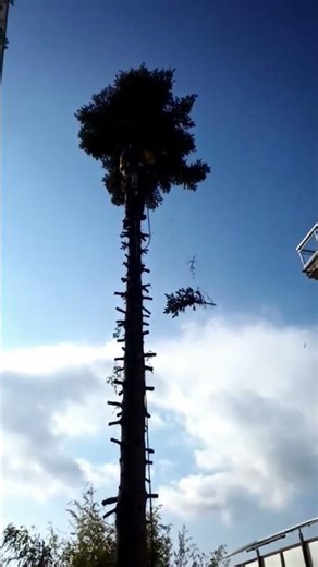 Quick tree felling while adhering to safety rules, Greek "aeritis" (no fear of heights)